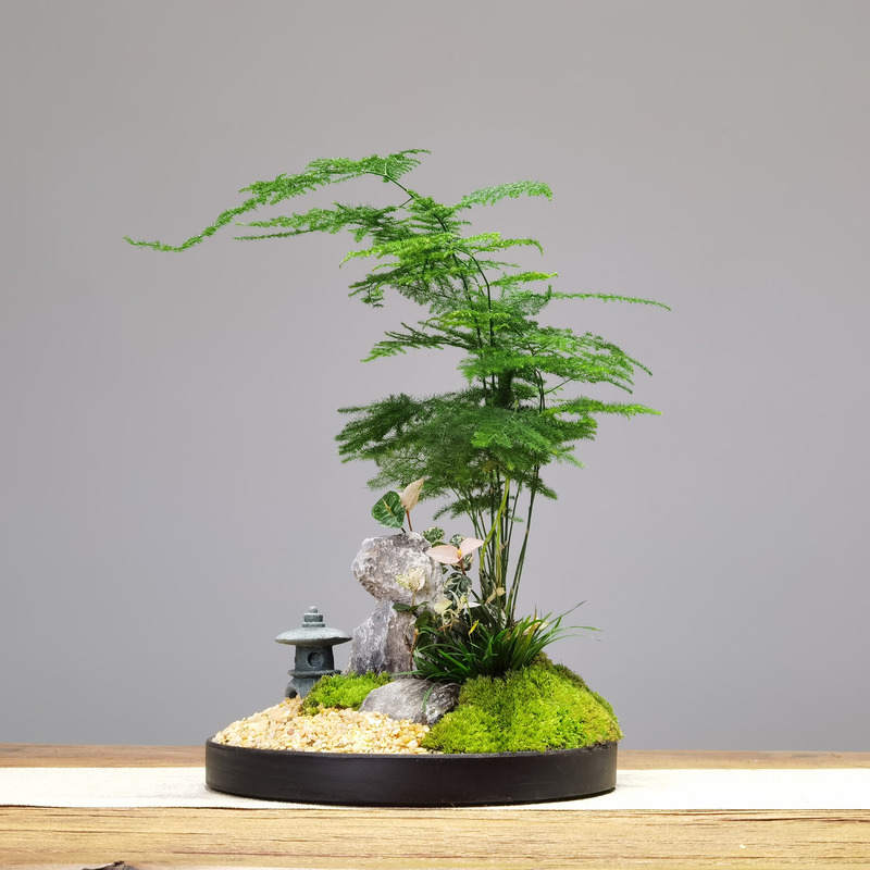 日式庭院苔藓微景观凤尾竹禅意意境石景石亭桌面办公桌面苔藓盆栽