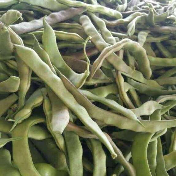 东北油豆角紫花油豆新鲜蔬菜东北油豆一点红当季农家