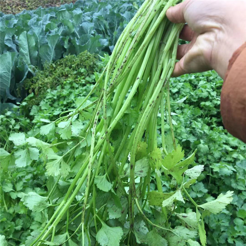 农家当季自种新鲜土芹菜小香芹鲜嫩露天芹菜水芹菜孕妇团建送礼生鲜
