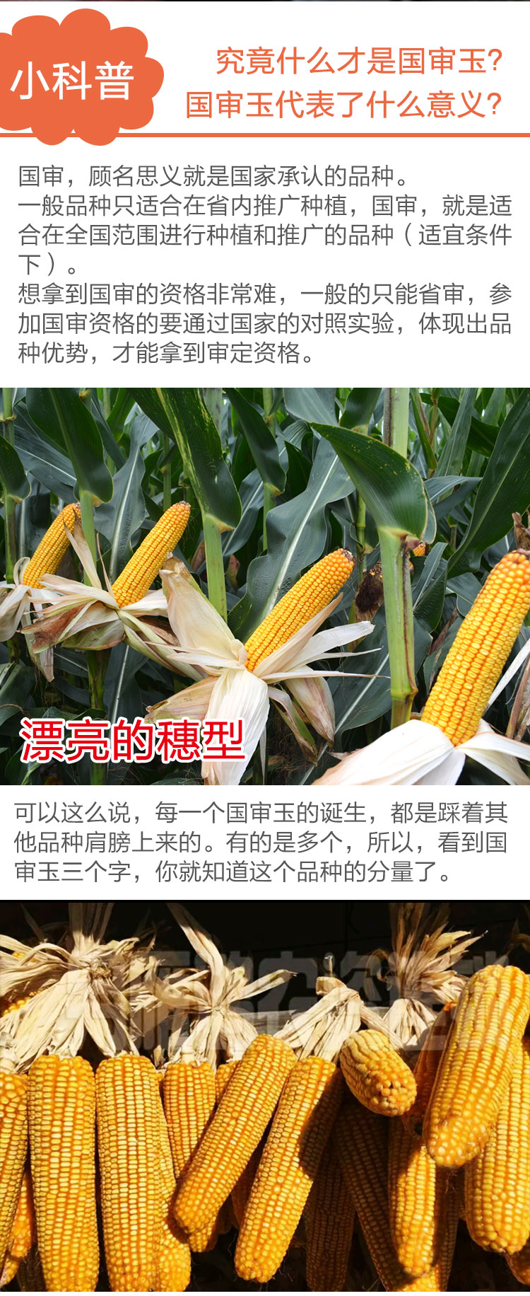 大田种植杂交玉米种子基地 高产大穗抗病国审玉米 矮大棒/沈玉21/4400