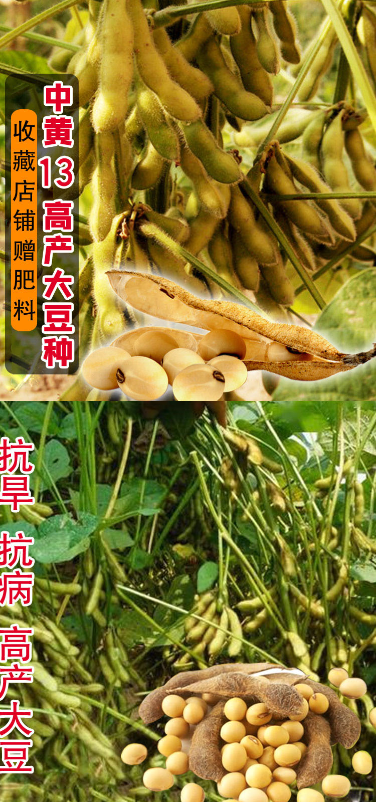 大豆种子农户大面积种植黄豆种籽中黄13中黄57高产亩产千斤中黄131斤