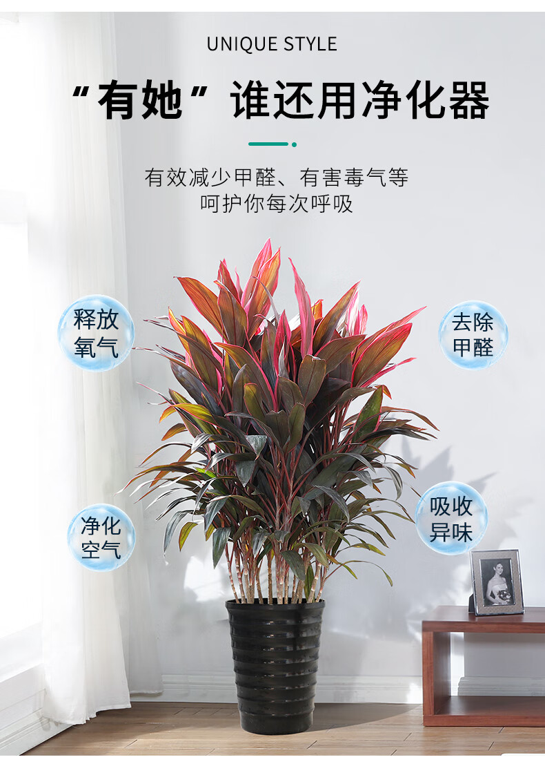 红叶朱蕉盆栽除甲醛大型观叶盆景花卉水培红叶铁植物室内客厅卧室100