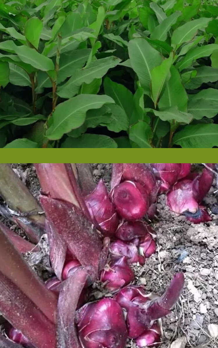 广西特产旱藕粉丝农家产芭蕉芋粉丝粉条洋芋粉条火锅粉条水晶粉条旱藕