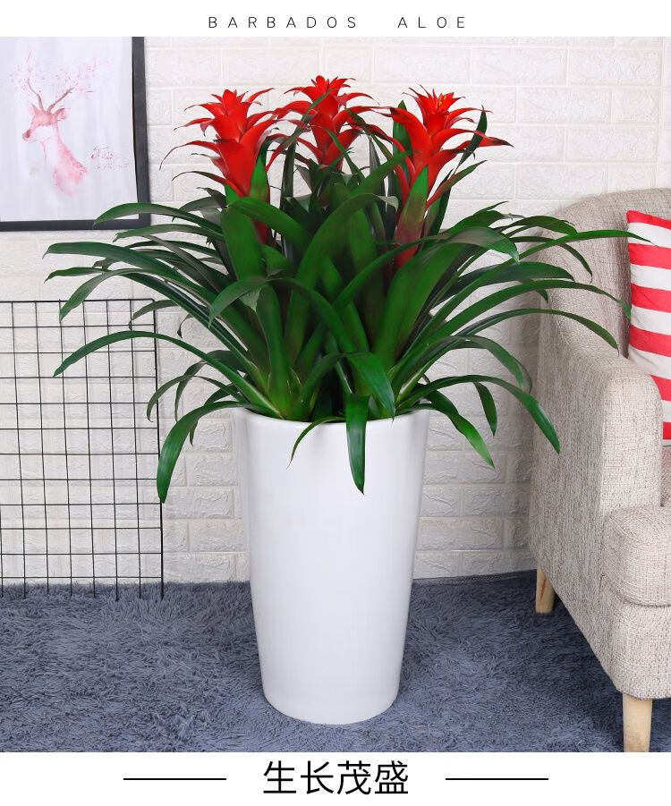 鸿运当头礼品盆栽凤梨花绿植花卉客厅室内办公植物空气四季开花收底白