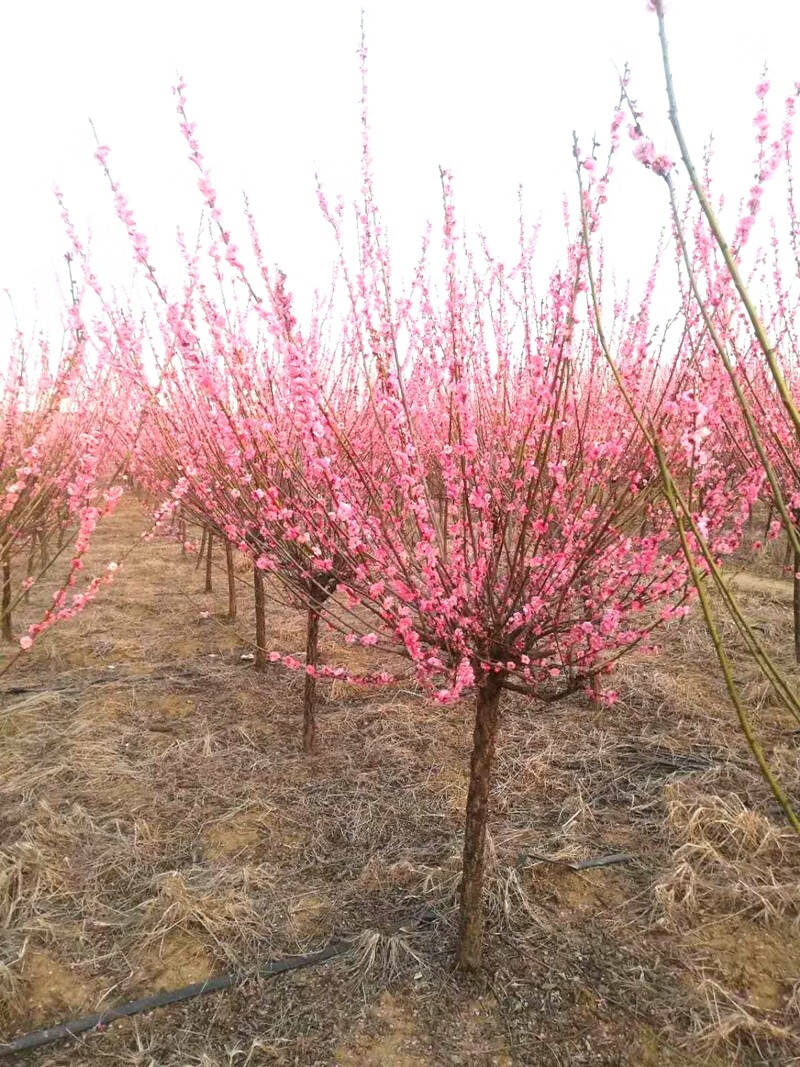 牽掛四季梅花樹苗冬季素心臘梅原生苗骨裡紅梅濃香型庭院盆栽地栽花卉