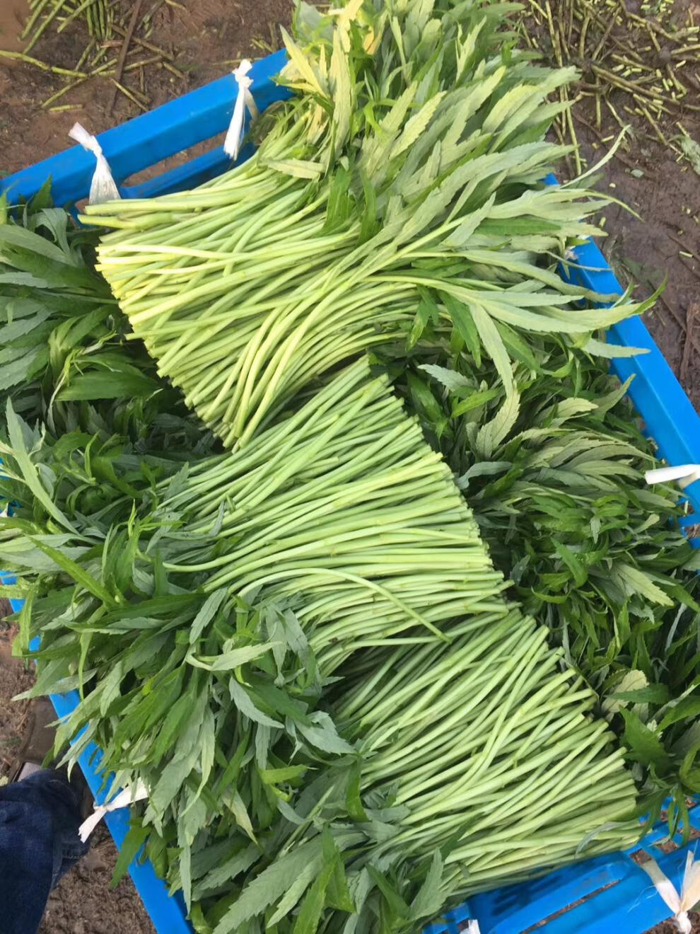 骄瑰带叶去根南京新鲜芦蒿野菜黎耗藜蒿篱蒿泥蒿农家蔬菜坏烂包赔1500