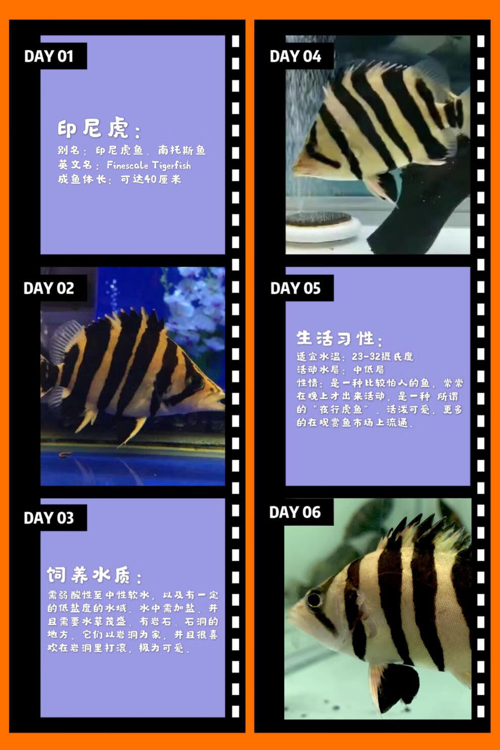 麦基乐活体苏门答腊虎印尼虎鱼苏虎练手纯三纹四纹泰虎热带观赏龙鱼配