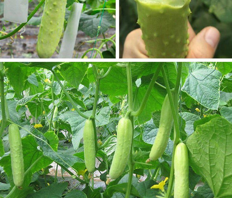 春枝韵白玉三黄瓜种子农田菜园早熟嫩脆淡绿色黄瓜青瓜种子蔬菜种子