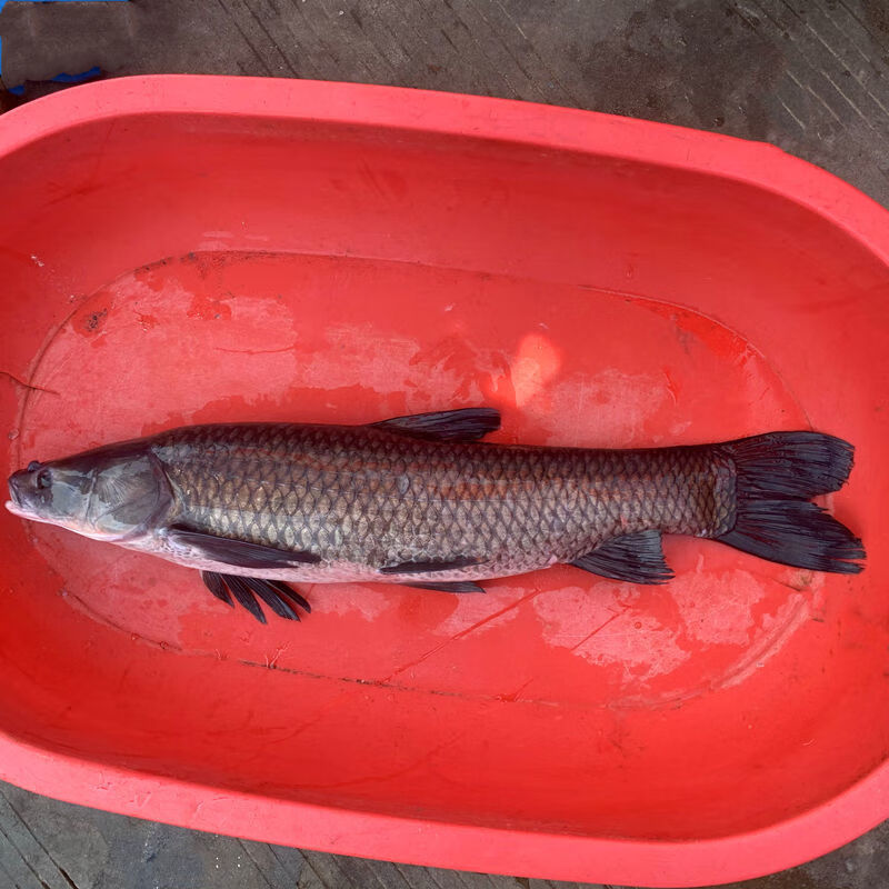 青鱼鲜活现杀螺蛳青乌青鱼螺丝青鱼淡水鲜活草鱼活体现杀12斤左右整条