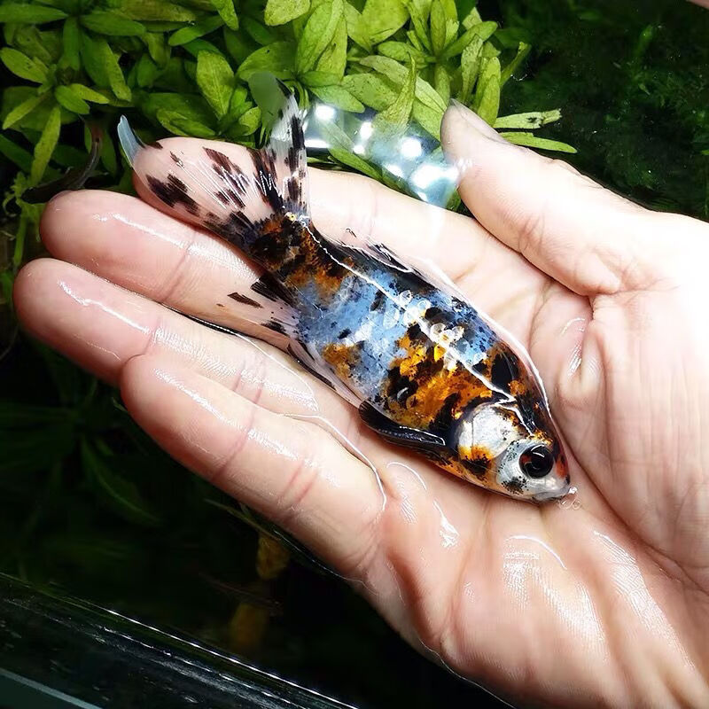 五花草金鱼冷水观赏鱼活体红兰花鲤鱼蓝黑红草金淡水锦鲤锦鲫好养 12