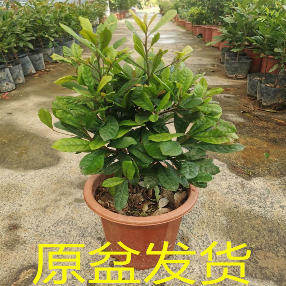 神秘果树苗四季开花当年结果变味果盆栽果树带叶带花带果 -量大联系