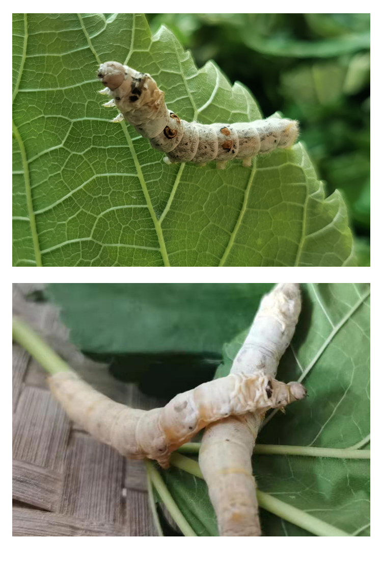 蚕宝宝活体套装金丝蚕七彩活物春蚕卵新鲜嫩桑叶学生养蚕1-5龄白 2龄