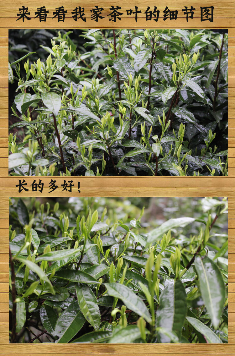新年新茶安徽池州霄坑五队毛峰肖坑野生富硒茶绿茶叶明前100g 100g