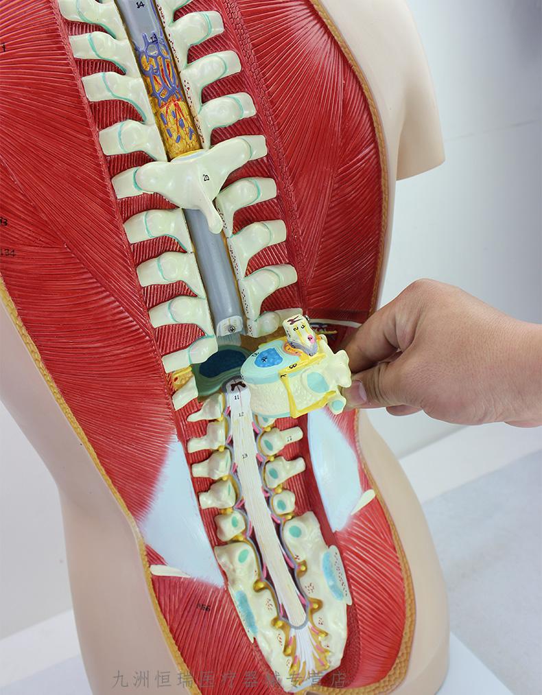 豪华款丨人体解剖模型医学教学内脏心脏器官结构全身可拆卸 高品质