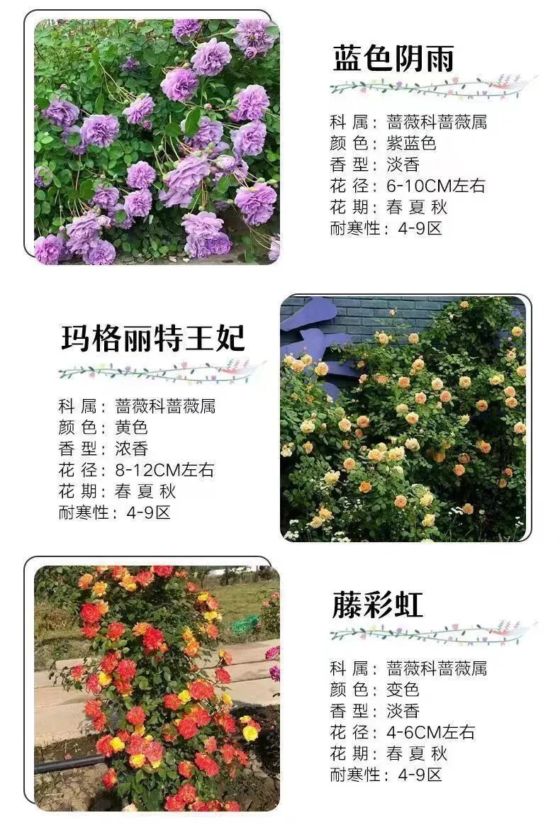 18，薔薇花苗藤本月季特大花樹庭院爬藤植物陽台花卉玫瑰盆栽四季開花 自由精神 四季開花 大花 濃香 小苗高度10-15厘米高營養鉢苗