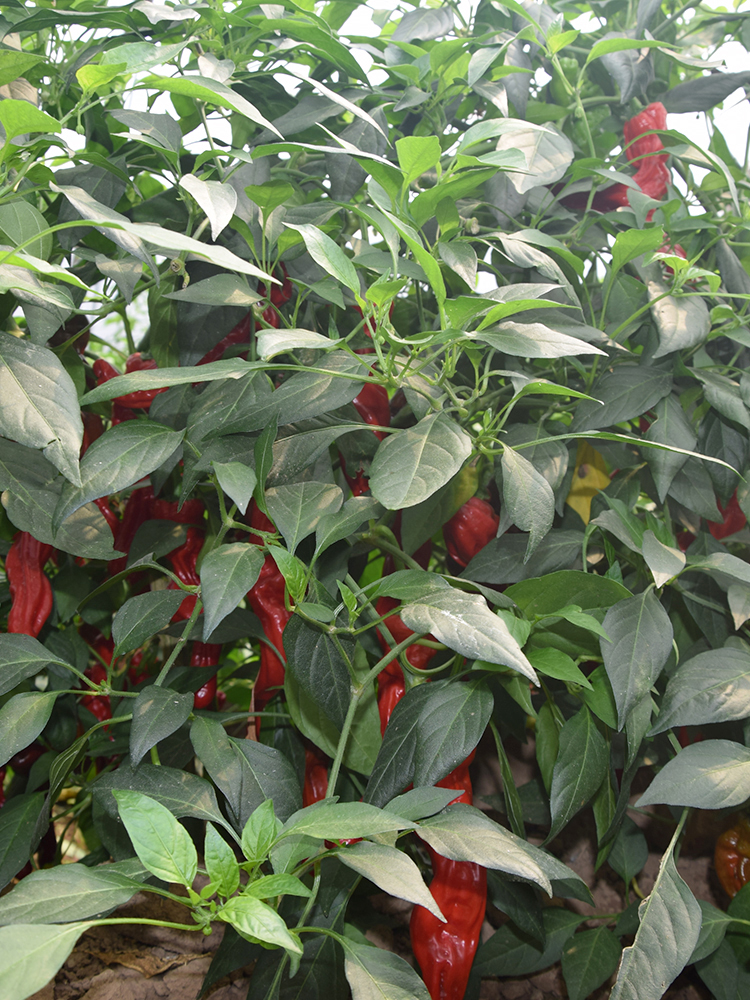 现摘新鲜蔬菜山东枣庄一窝蜂薄皮皱皮辣特辣螺丝土辣椒25斤1000g