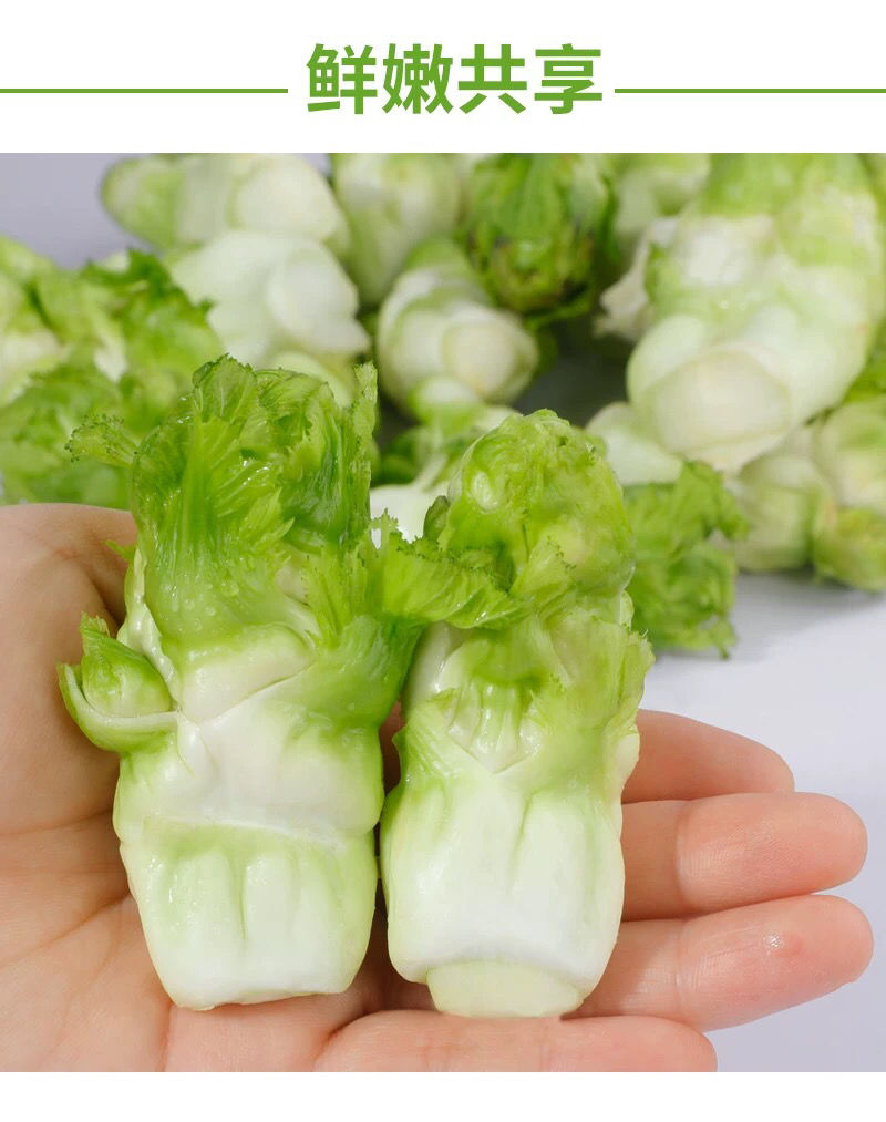 【现货直发】四川特产儿菜新鲜蔬菜10斤农家自种蔬菜抱儿菜泡菜原料1