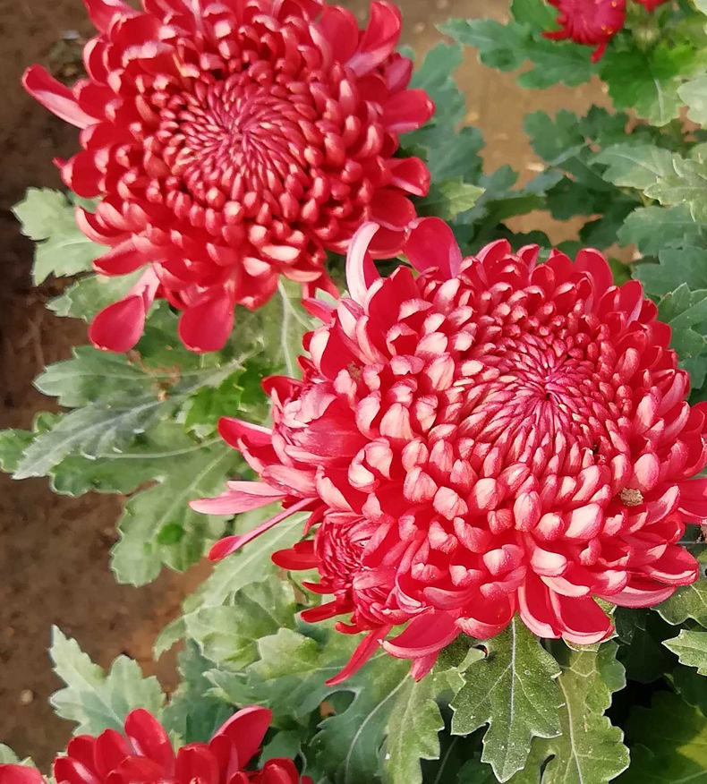 盆栽带花苞花卉盆栽乒乓菊室内花卉绿植四季开花菊花耐寒植物红绣球