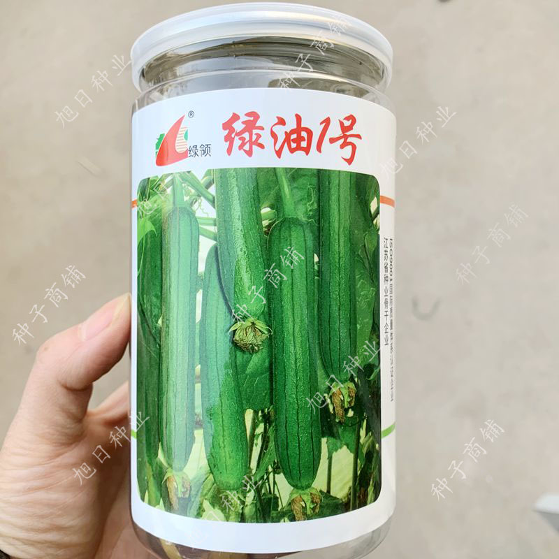 绿领绿油910白籽920黑籽杂交早熟高产早春季油亮短棒油皮丝瓜种籽绿油
