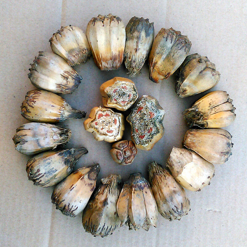 老凤凰滴血莲花菩提原料20年滴血莲花原籽干籽单颗手