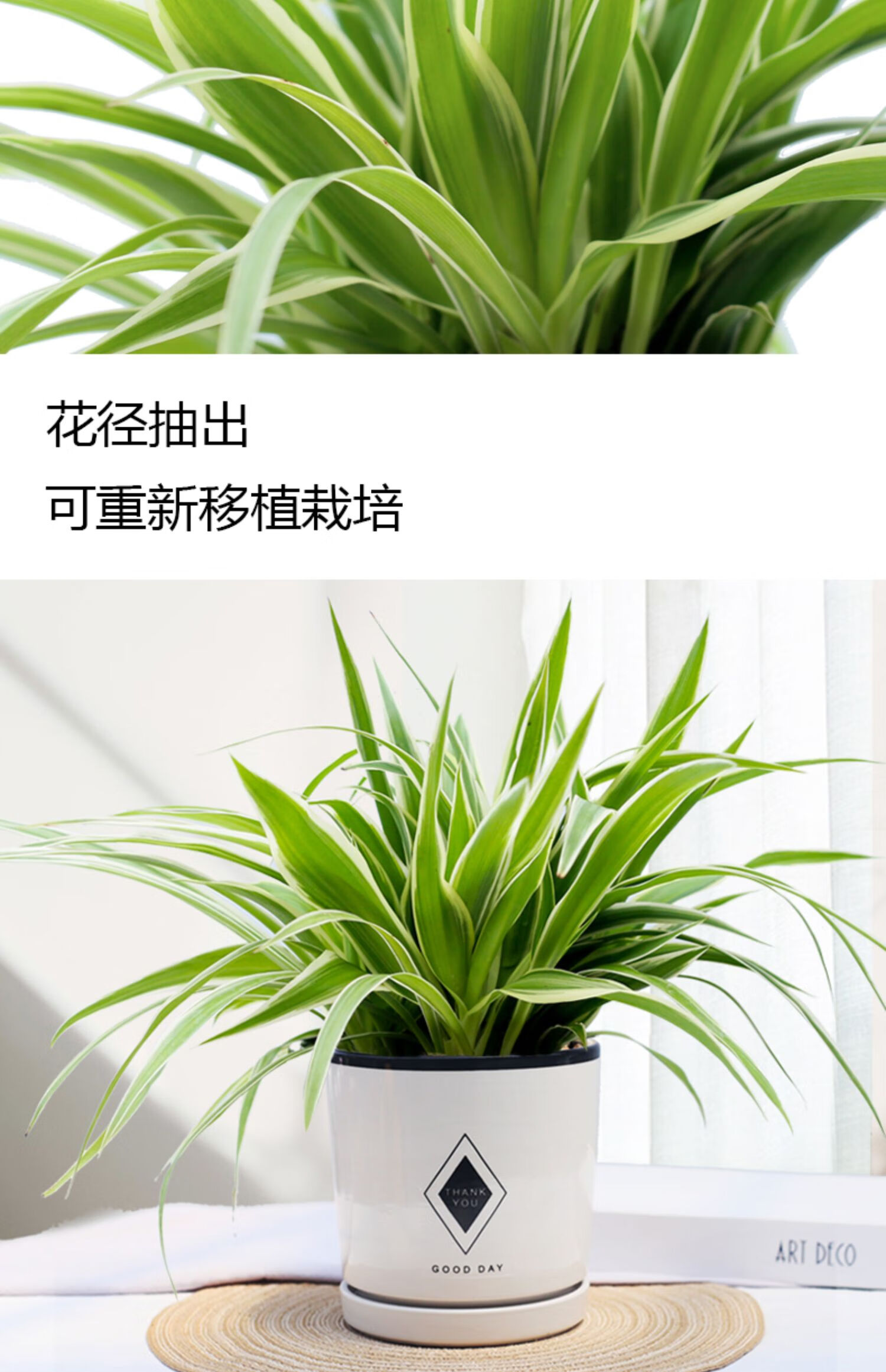 心头肉金边吊兰盆栽水培植物垂吊绿植室内四季常青盆栽桌面好养小盆栽