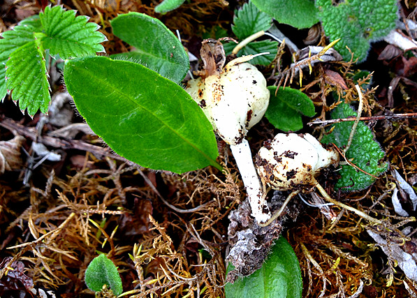 同仁堂西藏那曲臧藏贝母无硫打粉可做枇杷膏野生川贝母中药材150g克