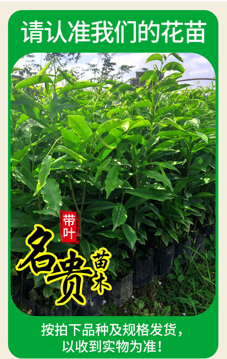 祉鹿 四川金丝楠木苗金丝楠苗小叶桢楠树苗金丝楠木苗珍稀名贵树苗