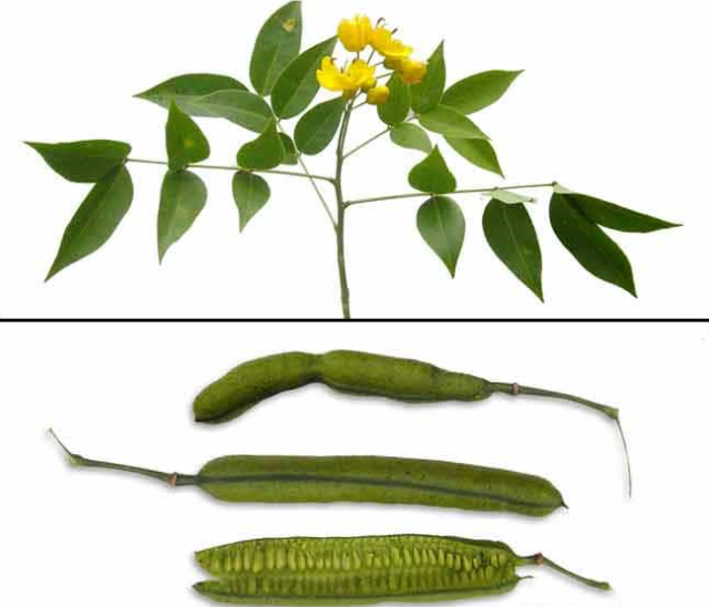 植物盆栽野决明蛇草草庭院蛇花卉凤凰草望江南30棵10厘米高带盆栽好