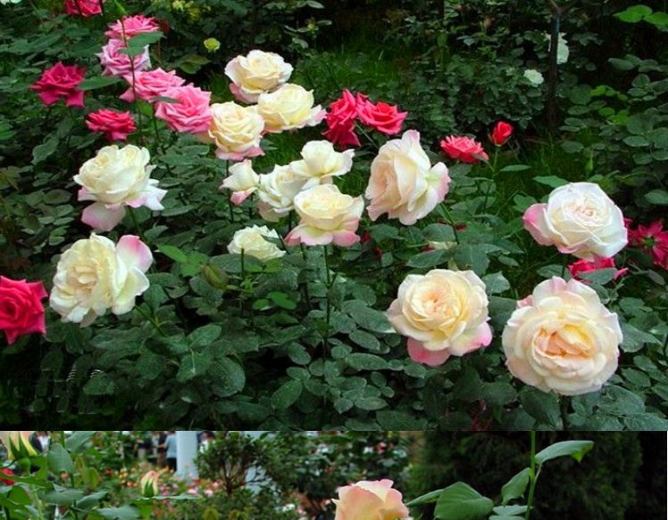 大花品种月季花苗盆栽地栽灌木月季庭院花坛花卉园林植物绿化苗木 超