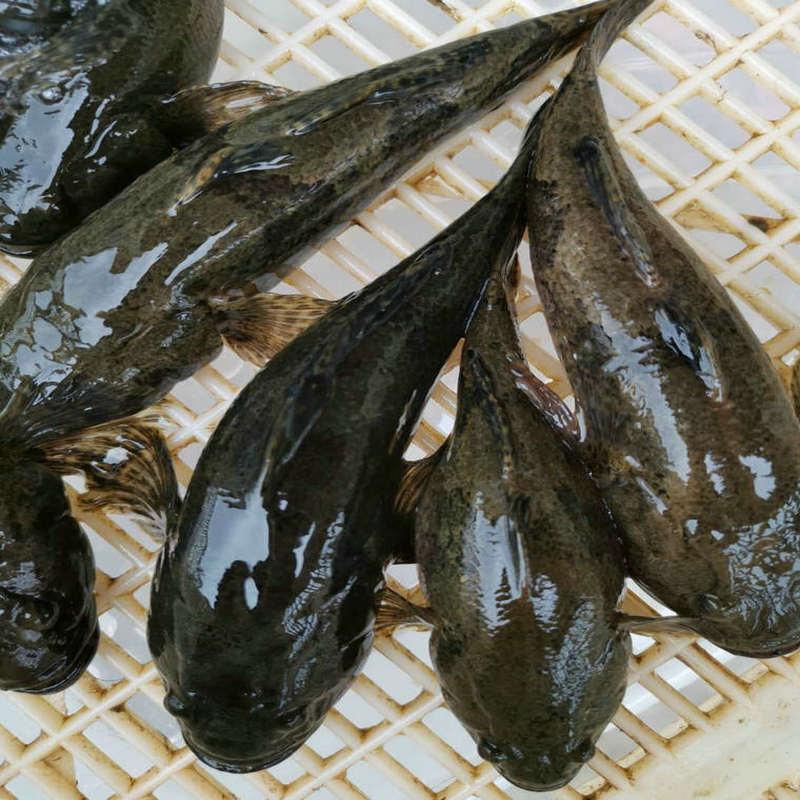 蘇北鬥龍港河鮮活筍殼魚虎頭魚呆子魚新鮮沙塘鱧土步魚虎頭鯊