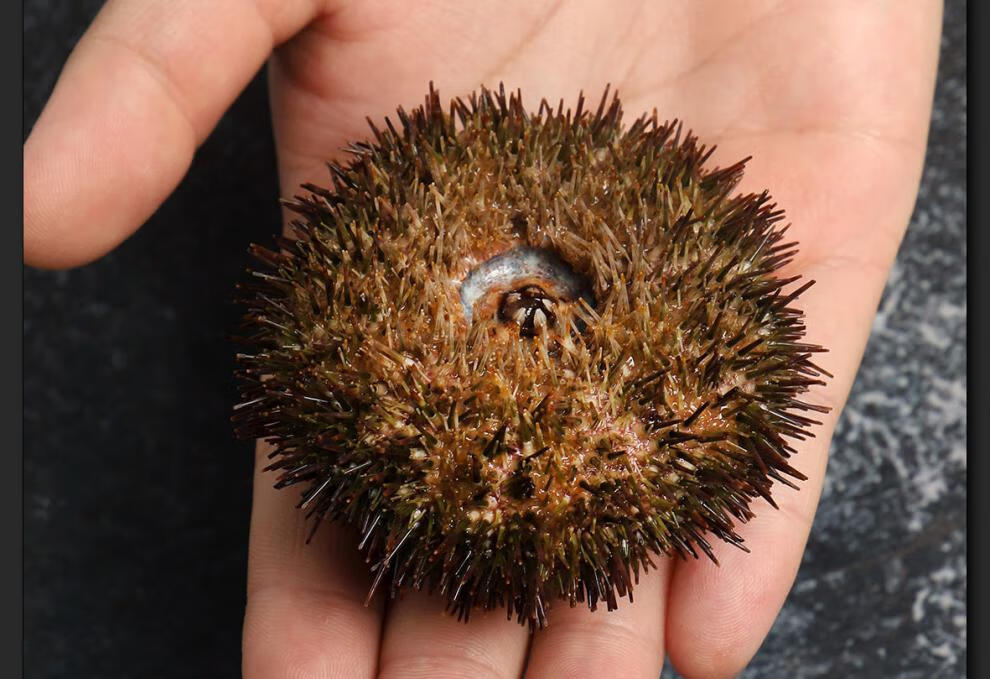 顺丰空运超朴马粪海胆新鲜鲜活现发刺锅子即食刺身日料海鲜水产