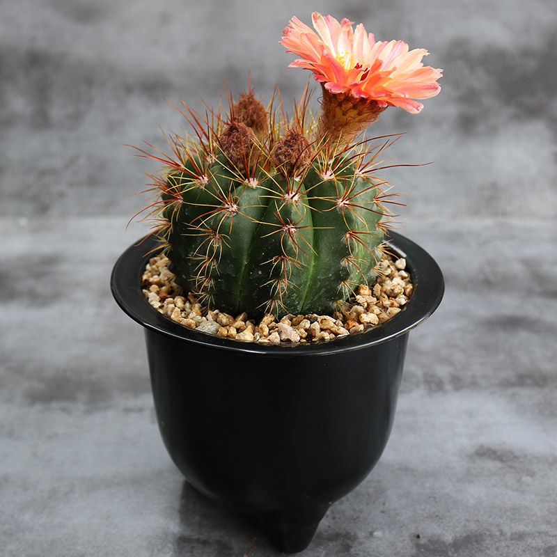 红花青王丸实生仙人球南国玉属大花丽花美花一物一拍龙王仙人球黄花青