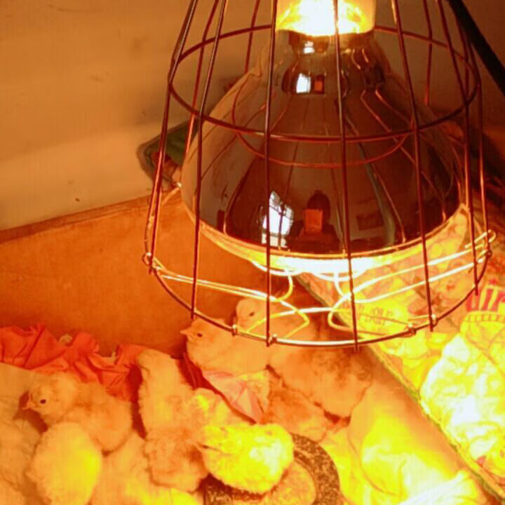 保温灯保暖灯养殖小鸡猪仔加热灯泡动物家畜牧防爆防水烤灯取暖灯白麻