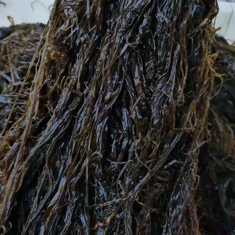 橙伯乐 5折 大连海菜包子 海麻线包子 海藻菜龙须菜包子海草菜包子 3