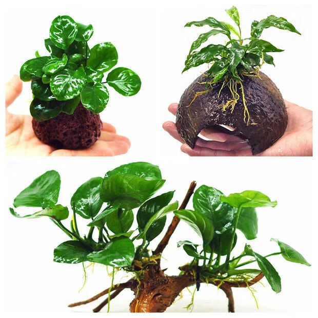 真草增氧懒人水榕沉木易养水榕皇冠活体水草鱼缸造景 大叶榕【图片