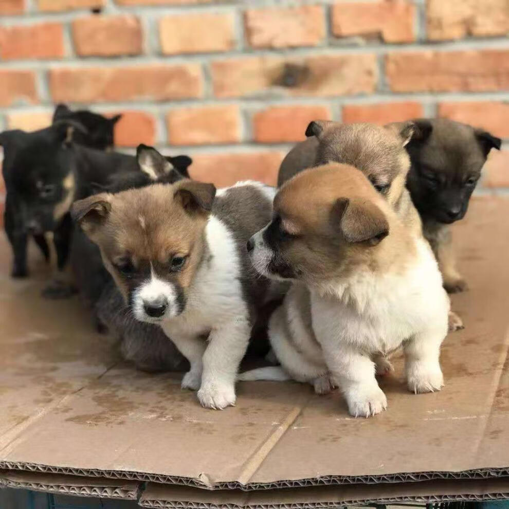 黄土狗幼犬图片