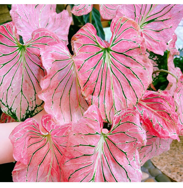 精选直发泰国彩叶芋粉色飞溅粉色和声白月光彩叶芋花卉盆栽绿植室内好