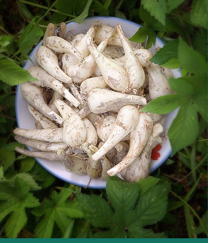 藠头自种江西荞头现挖现发新鲜当季教头葱头野生蒜头 1斤试吃荞头(去