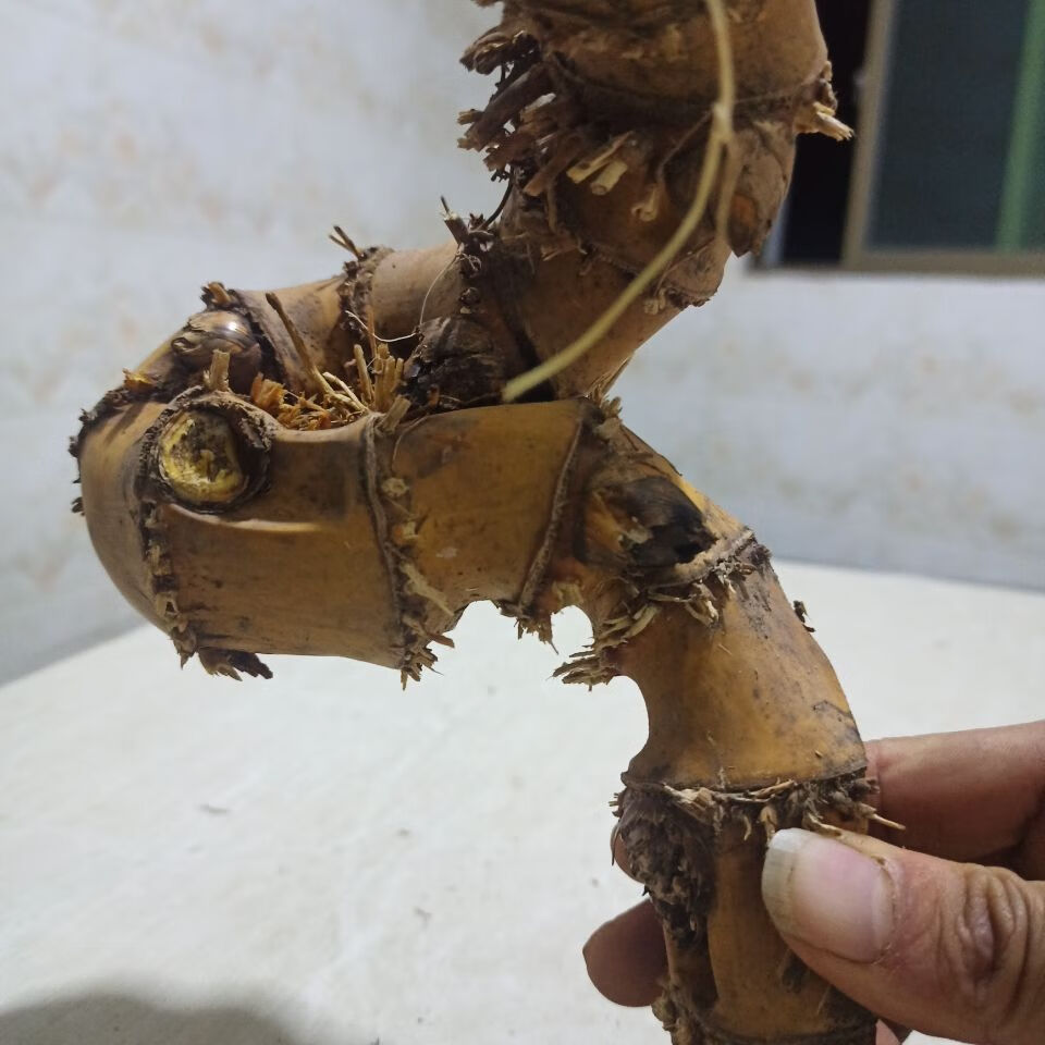 有仁堂粗肥靓货竹鞭竹鞭节根密集怪异有型摆件神器毛竹根雕刻 粗肥靓