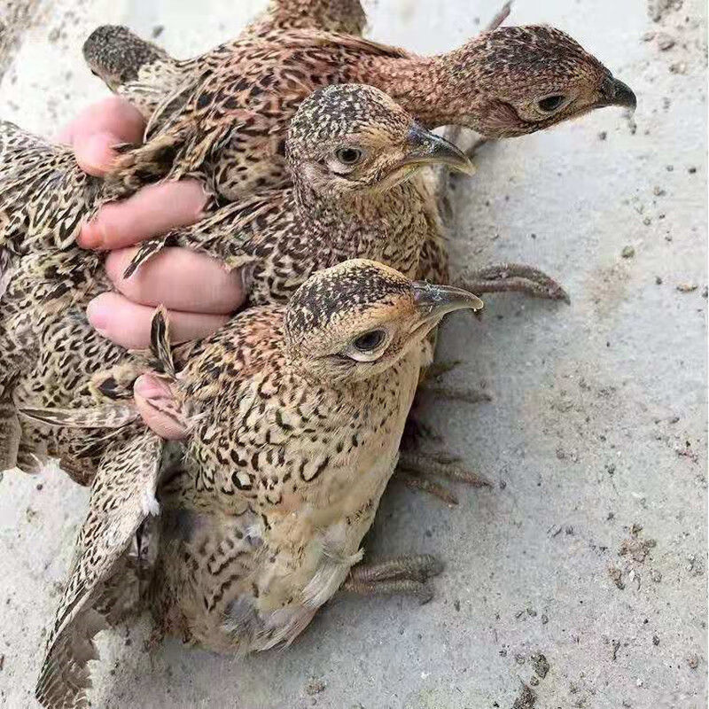 大体型山鸡活体七彩山鸡农家散养巨型山鸡包下蛋 脱温七彩山鸡 一公三