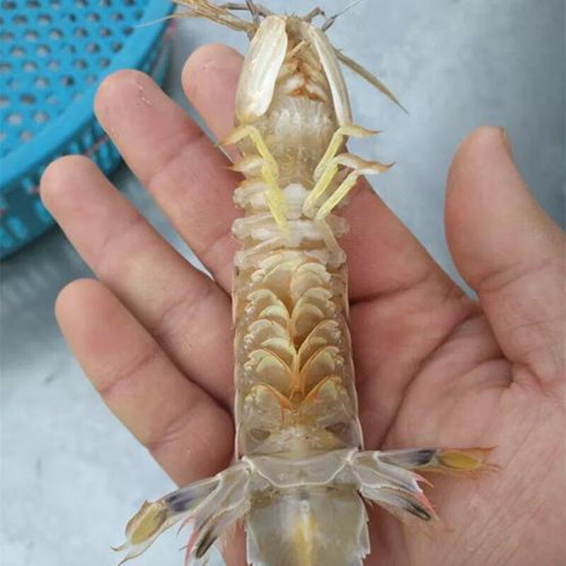 鲜活特大公皮皮虾母虾蒸熟虾姑虾婆虾爬子濑尿虾活虾熟冻新鲜海鲜小号