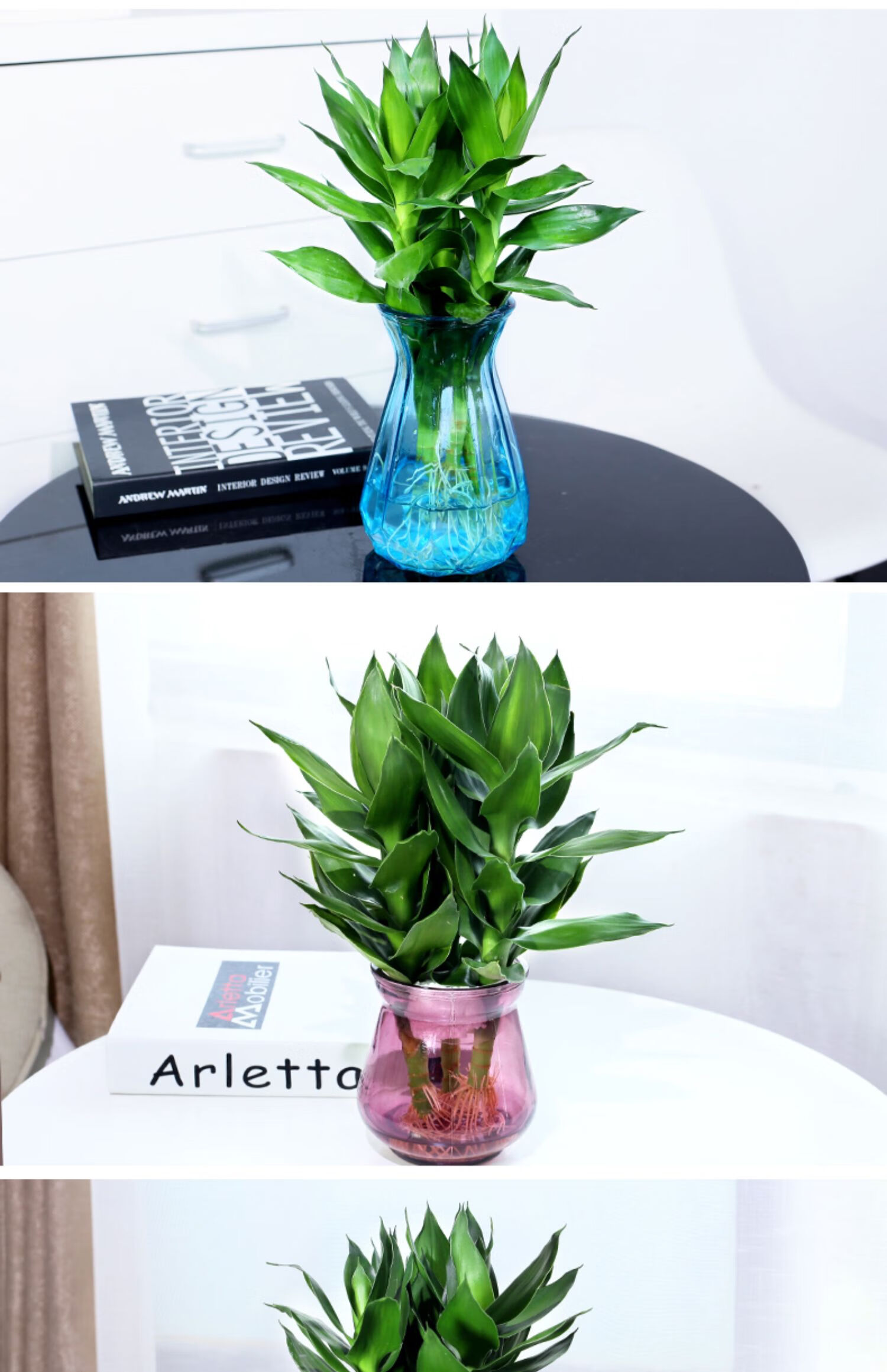 【青意萱】青意萱水培植物玻璃瓶观音竹富贵竹莲花竹办公室桌面小盆栽