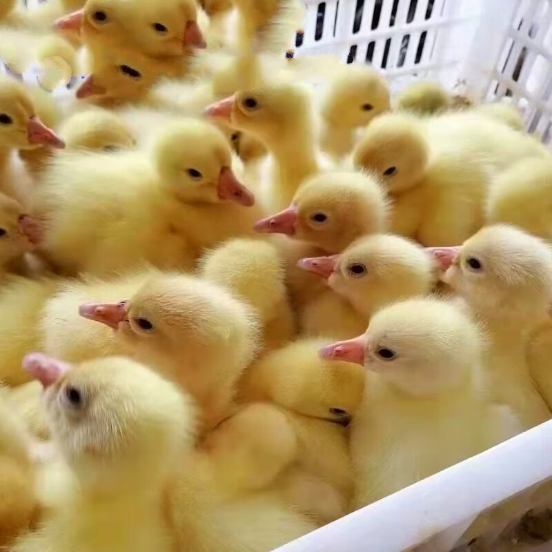 三花鹅苗四季鹅苗狮头鹅苗产蛋百子鹅苗活体小鹅仔 饲料1斤 满10只