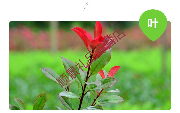 红叶石楠树苗石楠球火焰红法国冬青树苗庭院盆栽篱笆围墙四季常青石楠