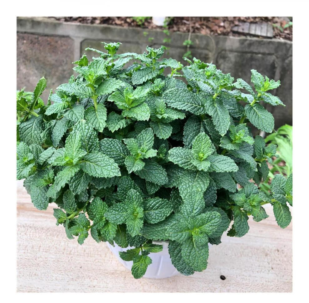 猫薄荷盆栽可食用迷迭香大盆绿植苗室内柠檬薄荷叶牛排用调料迷迭香大