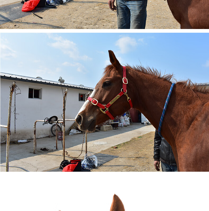 结实耐用马笼头世纪久瑞马术用品牵马笼头笼套亮面马笼头可调节大马