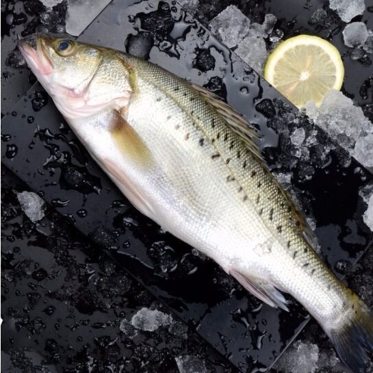 新鲜大鲈鱼花鲈鱼寨花鱼鲈板鱼海鱼海产品海鲜类水产