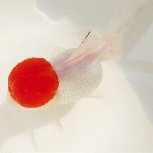 【优选好物】冷水观赏鱼金鱼活体锦鲤鱼活体观赏鱼 短尾樱花鎏金8-10