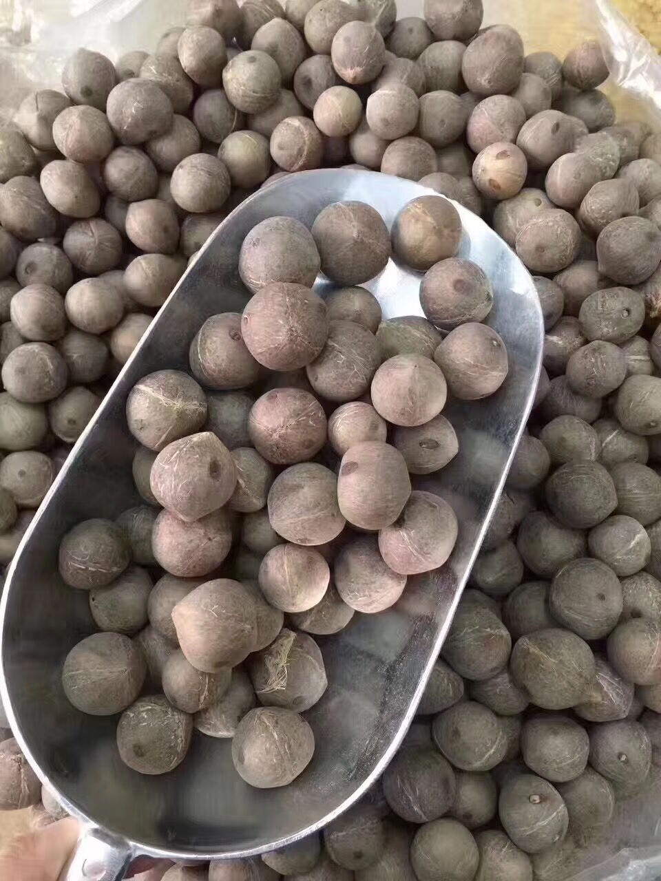 新鲜迷你小椰子海底椰海椰皇海椰王广东煲汤料非洲特产500g克500g克