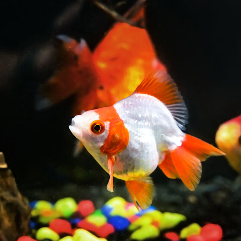【优选好物】冷水观赏鱼金鱼活体锦鲤鱼活体观赏鱼 短尾樱花鎏金8-10